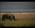 Rhino at Lake Nakuru